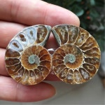 지구과학 암모나이트 미니화석 화석관찰 실기재료