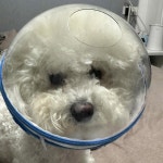 강아지 링 보호기 깔대기 가드 헬멧 방지 머리 보호 넥카라 애견 충돌 푸른 색 1 S 소형 2근 내 캣독