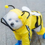 강아지 우비 우의 소형견 중형견 레인코트 애견 장마 꿀벌 M M 1개
