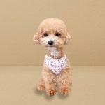 그루밍독 데일리룩 안개꽃 나시 민소매티 강아지옷 3 colors 1개