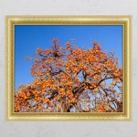 꾸밈데코 창문모양시트지 돈복을불러주는감나무3 cl429 포인트시트지창문모양시트지벽장식시트그림창문액자 A타입내부창문형 A타입내부창문형