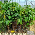 5치장포트 포포나무 뽀뽀나무 포트 실생 2년생 묘목 유실수 정원수 노지월동 목하원예조경