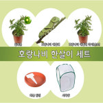 호랑나비 한살이세트 생물체험학습키트 EDU-11696
