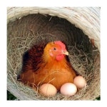 닭둥지 산란통 닭집 부화장 밀짚 지푸라기 사육장 1 윗지름 23센티 옆구리 뒤집힘 방지