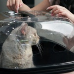 고양이 캐리어 이동가방 투명 캠핑 반려견 케이지