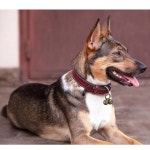 반려동물 추적을 위한 Chyobo 도그 벨 목걸이를 4개의 엑스트라 라우드 캣 퀵 클립이 구리