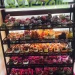 철제 다육선반 철재 엔틱 발코니 걸이대 식물 물빠짐 다이