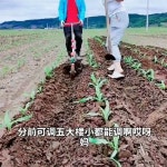 바퀴달린 손쟁기 쟁기 괭이 농기구 바퀴 밭갈이 경작기
