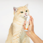 펄송 솔루션 포포우 덴탈케어 