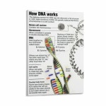 세포 기능 구조 생물학 예술 포스터 교육 DNA 과학 9 캔버스 페인팅 거실 침실 장식용 벽 인쇄 20x30 프레임 스타일