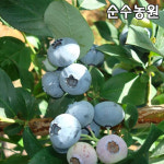 블루베리 엘리어트 나무 묘목 삽목3년생 포트 1개
