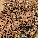 민통선 민두 자연 벌꿀 아카시아꿀 2 4kg