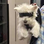 가로형 애견 이동장 크로스백 백팩 애완동물 프론트