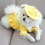 이구사공 프린세스 스커트 모자 세트 L 1개