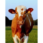 축산용품 송아지 이표 번호 소 100세트 축산 대형 문자 인식표 장착기 1 옐로우50세트 01 50