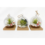 토단 집콕 테라리움 만들기 1인세트 동물농장