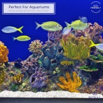 로얄 리버 록 장식용 자갈 정원 조경석 식물용 자갈 충전재 꽃병 다육식물 홈 데코 수족관 공예 동물 서식지 - 라지 수입 30LBS