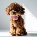 FdcLixuvol 8개 도그 칼라 플라워 액세서리 3 컬러풀 고양이 강아지 부적 펫 소프트 타이 개 그루밍