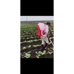 주입기 종자살포 소형 8A 살포 야채 비료살포 전용비 원예 재사용 엔진 뿌리기