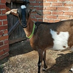 소 말 양 방목 구리 방울 작은 황동 염소 농장 시끄러운 청동 장거리 철 크리스마스 장식용 빨간 청동 40PCS