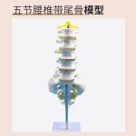 미골 골격 흉추 모형 5파트 스파인 골반 소형오절 대미골