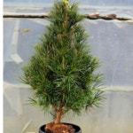 금송 분 우림원예가든센터 1개 금송H0 8m 1 1