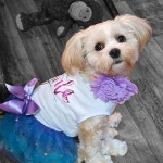 강아지 소형 중형견 고양이 토끼를 위한 10가지 PCS 개 칼라 꽃 멀티 컬러 펫 보타이 슬라이딩 그루밍 액세서리 6 Pcs