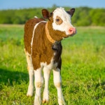 콜로치 20팩 방목용 구리 소 방울 금속 농장 동물 종 큰 청동 소 말 양을 방목하는 종을 부르는 작은 황동