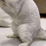 고양이 움직이는 장난감 놀리기 물고기 애견용품