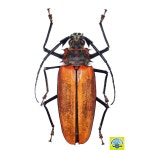 Enoplocerus armillatus 아르밀라투스장수하늘소 암컷 곤충표본 100 1개 H-2-32