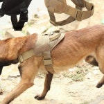 대형견 가슴줄 애견 반려견 외출 조끼 러프웨어 하네스