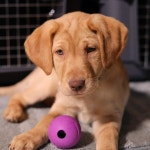 모든 품종에 맞는 츄킹 독 페치 볼 Pack of