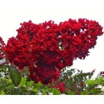 묘목 배롱나무 다이너마이트 삽목2년 특묘 3주묶음 R0517