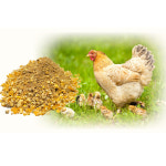 대한사료 병아리 메추리사료 산란닭 큰닭 가루사료 2kg