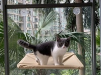 고양이 창문 농어 해먹 시트 침대 - 공간 절약 디자인 360 일광욕 어떤 크기로든 최대 50파운드까지 수용