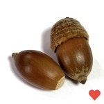 장식미니어쳐 가을 열매 붉가시 도토리