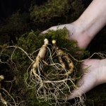 산삼 자연산산삼 산양삼 산양산삼 장뇌삼 선물세트 8-10년산 선물용5뿌리 7-8년산2뿌리