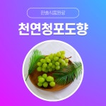 한솔식품원료 천연향료 천연청포도향 5kg 천연매실향 5kg 1개