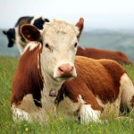 소 말 양 방목 구리 방울 작은 황동 염소 농장 시끄러운 청동 장거리 철 크리스마스 장식용 2가지 10개