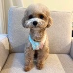 그루밍독 반려동물 스마일 데이지 배색 나시 L 1개