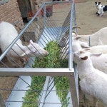 염소 먹이통 양 여물통 식수 사료 염소먹이통 목장 밥통