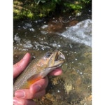 플라이 낚시를 위한 신스플라이 실물 메이플라이 8마리 팩 드레이크 사이즈 10 12 14 다니카 12