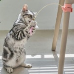 고양이 핸즈프리 스프링 낚시대 1P 실리콘 밴드 사냥