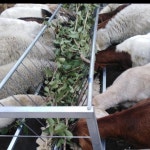 가축 먹이통 2미터 양 여물통 사육 양면 미터 대형 건초 방목 여물