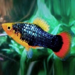 칸후 칸후 칸후 M 헬멧 플래티 10마리