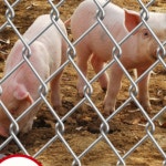 농장 과수원 철망 담장 펜스 고라니망 휀스 그물망 닭장