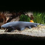 칸후 칸후 칸후 M 고스트 2마리