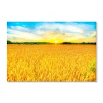 성공하는 재물운 재복 일출 황금빛 태양 보리밭 그림 06 금보따리 황금 들녘 10호 59 7x39