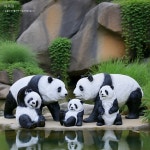 조형물 풍경 스케치 대나무숲 37 3인 새끼 51 장 가족 동물 판다 45 새끼 판다 45 37 51