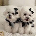 BNP 3019 줄무늬 리본 하네스 원피스 자동리드줄세트 5M